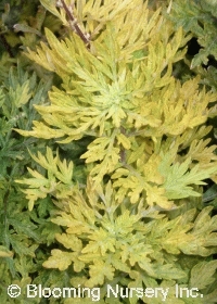 Artemisia vulgaris 'Cragg-Barber Eye'             